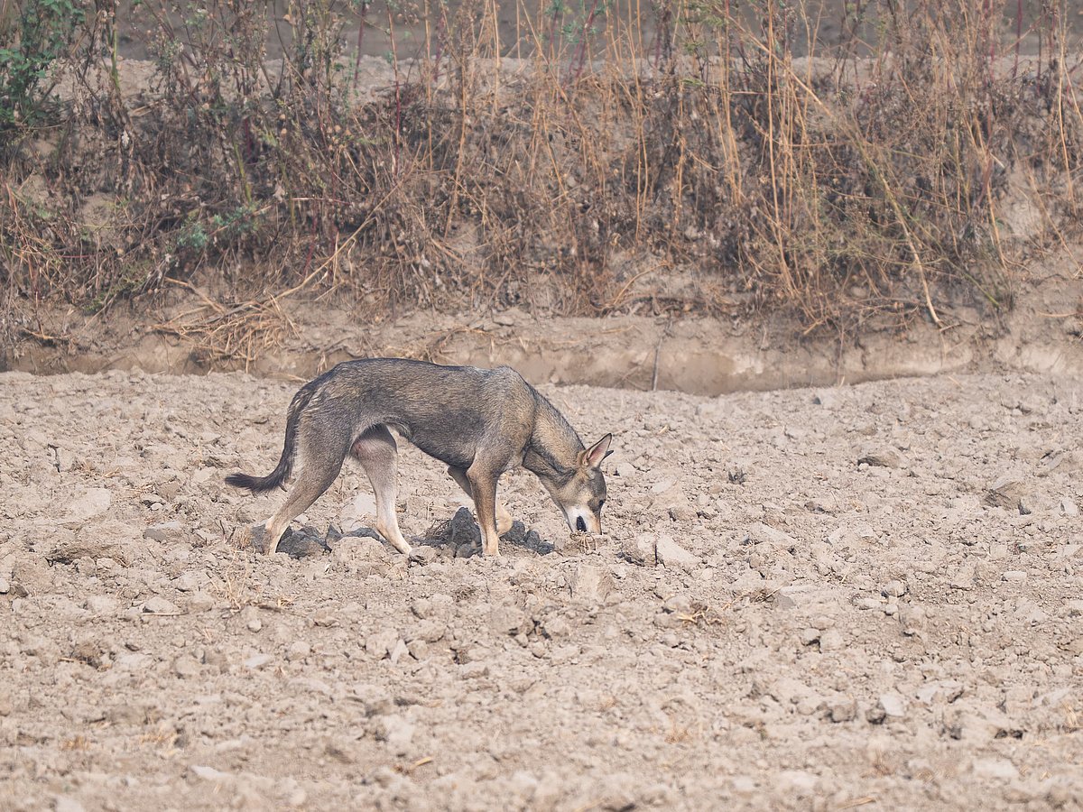Young Grey Wolf Spotted in Delhi After 80 Years